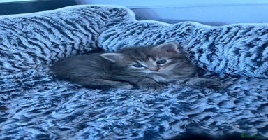 Maine Coon cats - Advert 13