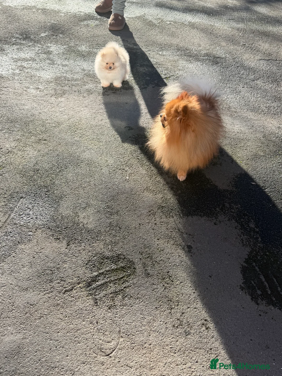 Pomeranian dogs for sale: Beautiful Purebred Pomeranian Puppies - Advert 7