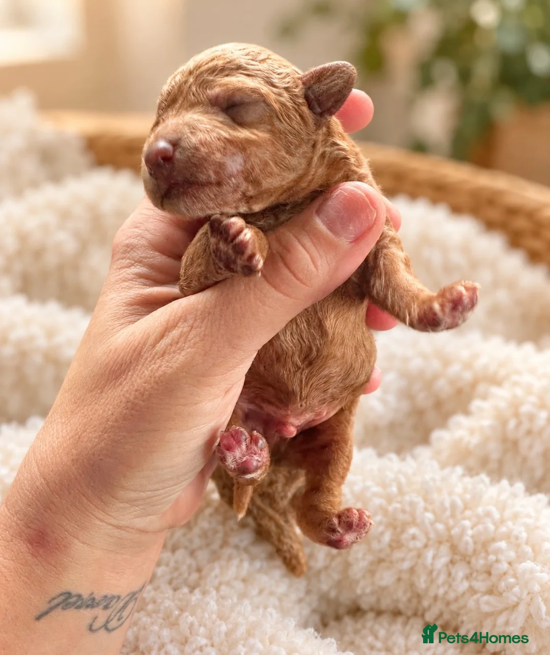 Toy Poodle dogs for sale: Amazing Toy poodles in Llandysul - Advert 6