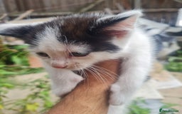 Mixed Breed cats for sale: Baby cats - Image 3