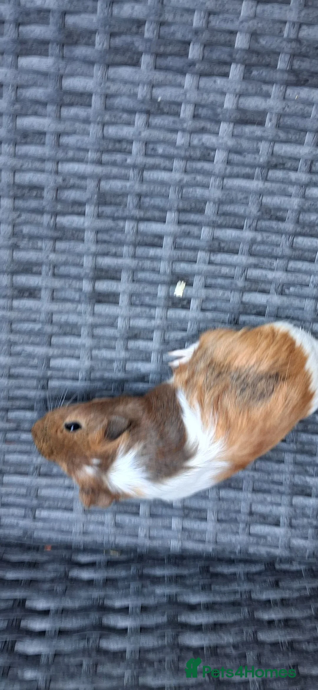 Guinea Pig rodents for sale: Baby boy guinea pigs  - Advert 2