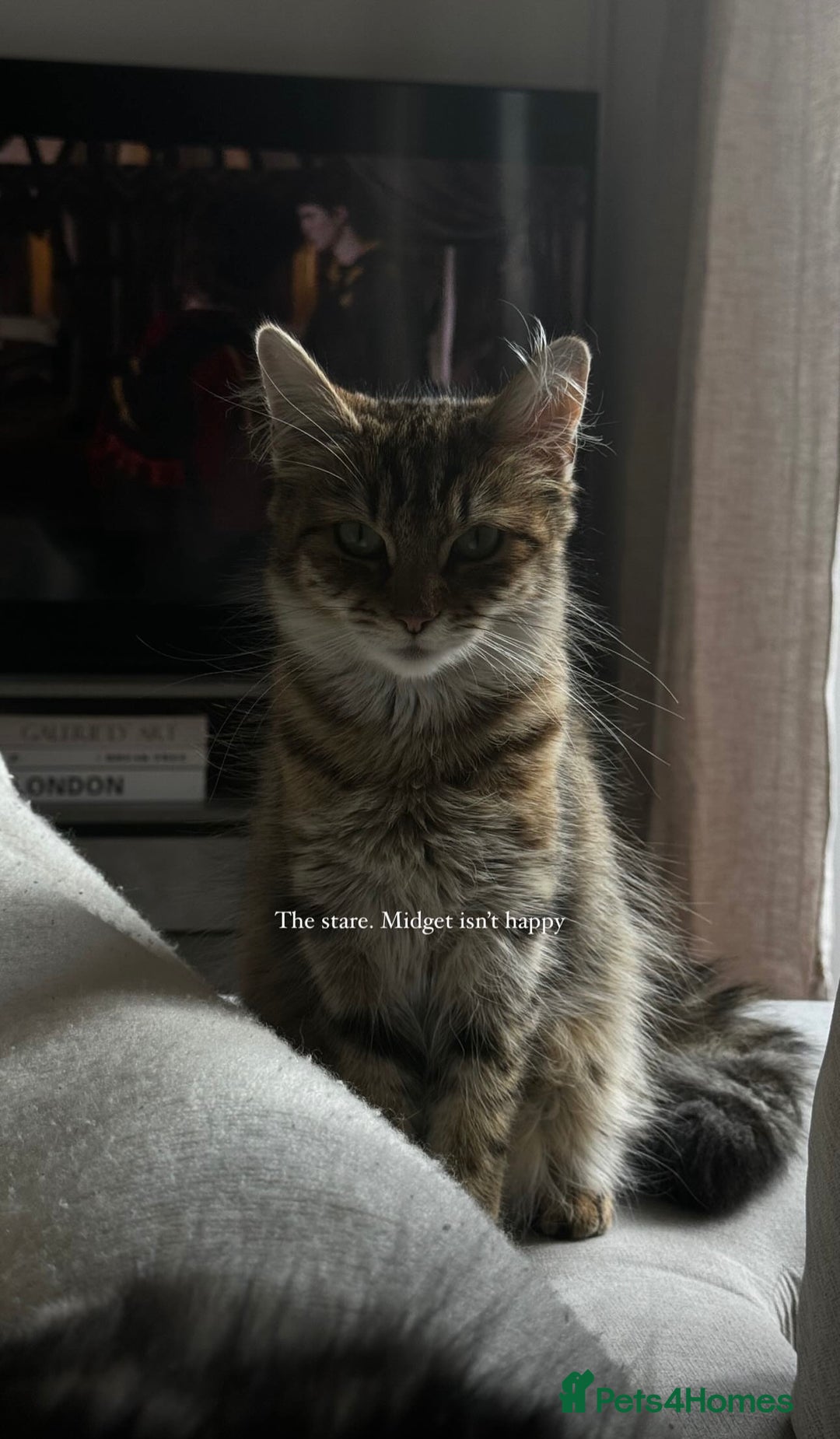 Domestic Shorthair cats for sale: 2 1/2 year old sweet girl  - Advert 8