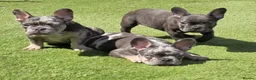 French Bulldog dogs for sale: REDUCED Stunning French Bulldog Pups  - Advert 15