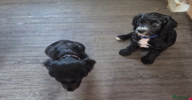 Cocker Spaniel dogs - Advert 2