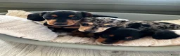 Dachshund dogs for sale: Miniature Dachshund Puppies Read Soon  - Advert 1