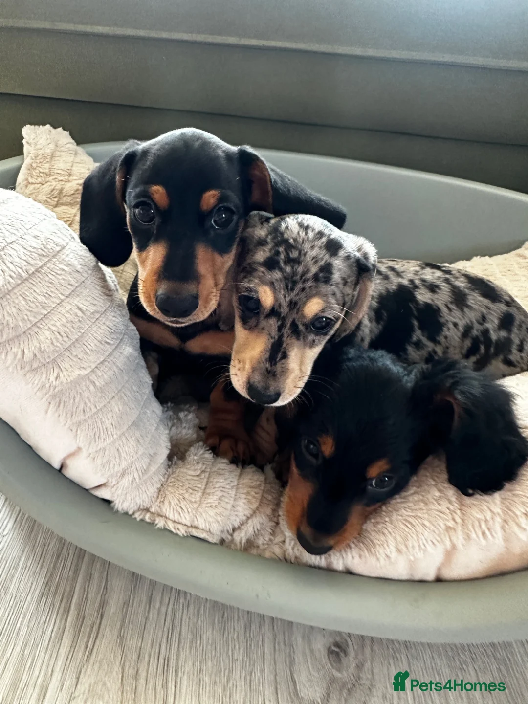 Dachshund dogs for sale: Miniature Dachshund Puppies Read Soon  - Advert 1