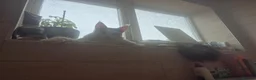 Maine Coon cats for sale: Stunning Pure Maine Coon Kitten - Advert 17