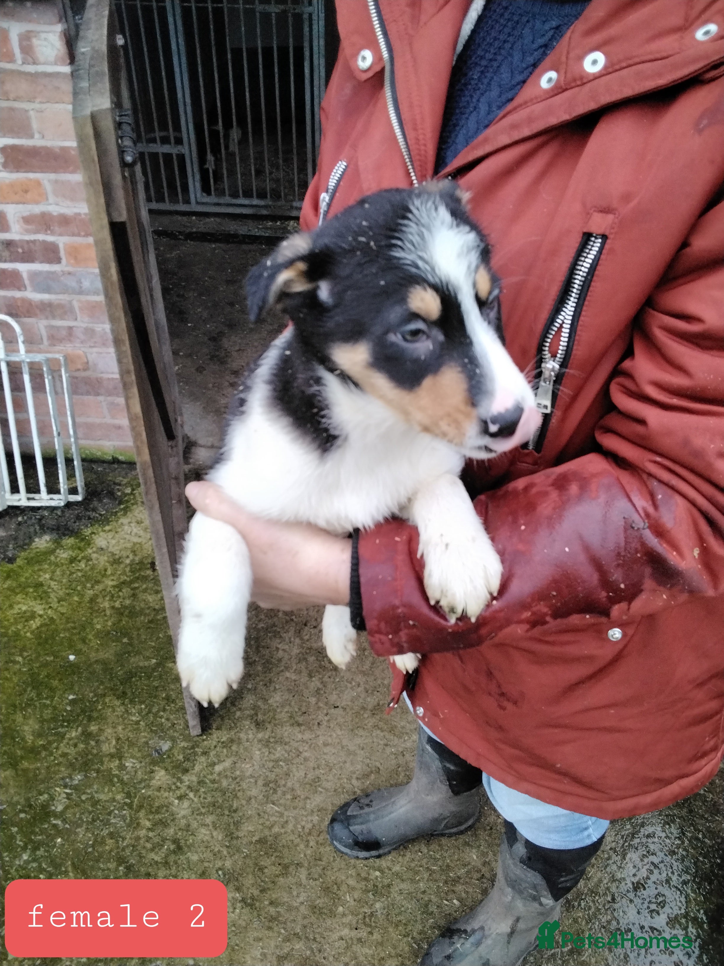 Border Collie dogs Border collie pups for sale - Advert 1