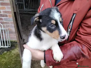 Border Collie dogs Border collie pups for sale - Advert 1