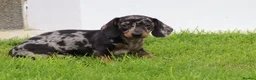 Dachshund dogs for sale: Miniature Dachshund puppies for sale - Advert 13