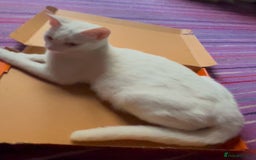 Mixed Breed cats for sale: Male and female cat - Image 8