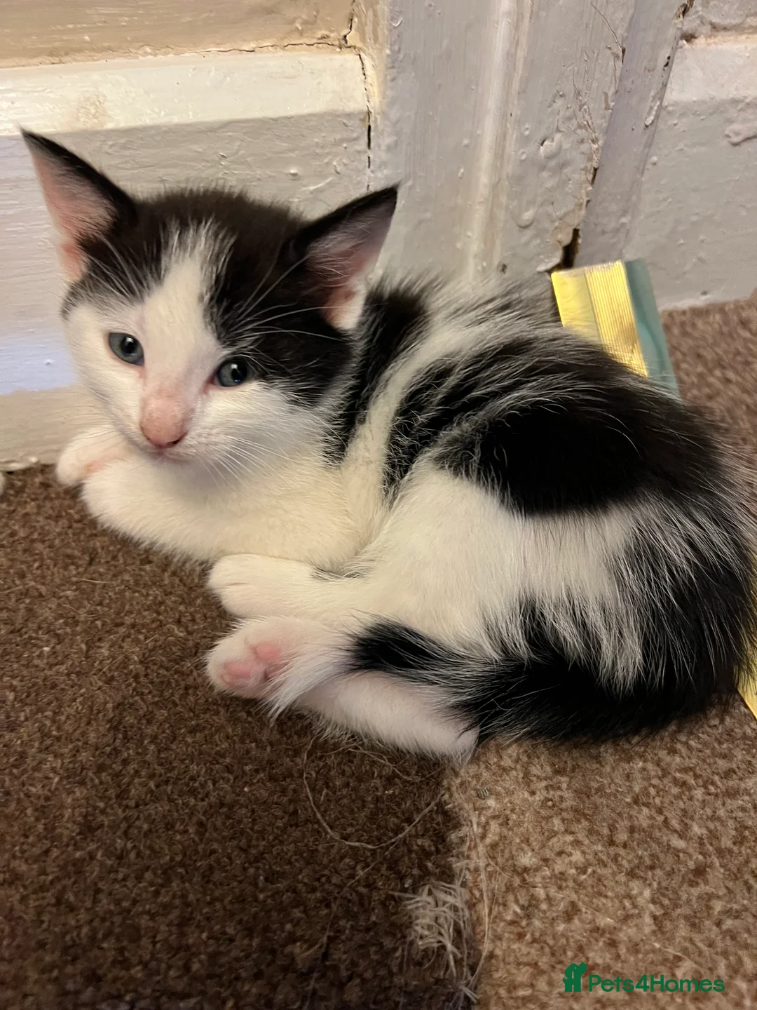 Mixed Breed cats for sale: Little kittens  - Advert 5