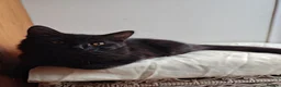 Mixed Breed cats for sale: 2 LEFT domestic x ragdoll mix kittens - Advert 7