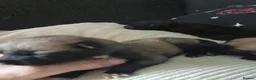 Belgian Shepherd Dog dogs for sale: 10 Belgium Mali pups  - Advert 13