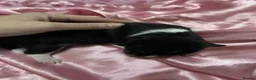 Chihuahua dogs for sale: 3musketeers full pedigree baby’s unusual markings  in Manchester - Advert 4