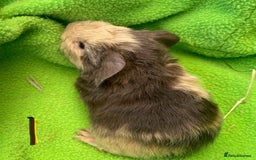 Guinea Pig rodents for sale: 6no beautiful baby guinea pigs - mixed - Image 3