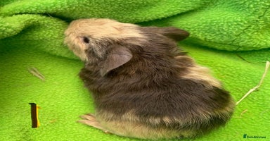 Guinea Pig rodents - Advert 6