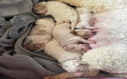 Cavapoochon dogs for sale: Cavapoochon! Our December Reindeer Litter!  - Image 14