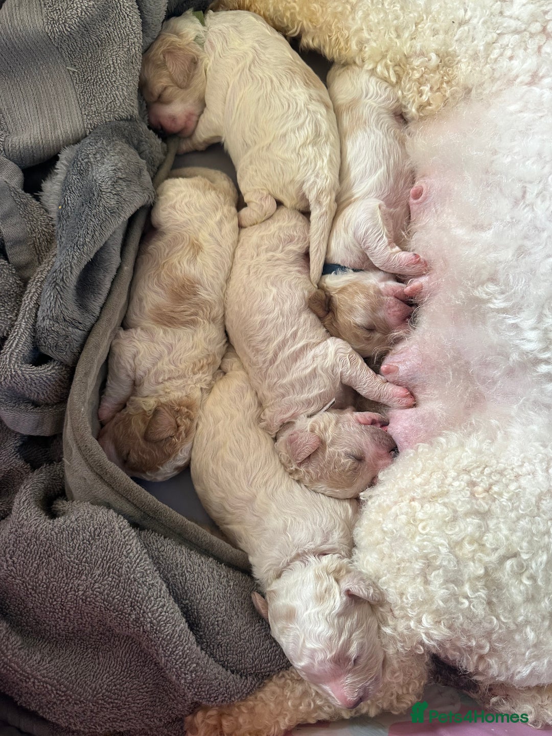 Cavapoochon dogs for sale: Cavapoochon! Our December Reindeer Litter!  - Image 14