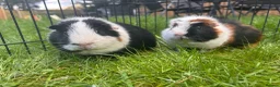 Guinea Pig rodents for sale: Hawk & Panda  - Advert 12