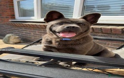 Mixed Breed dogs for sale: 1 year old female  - Image 2