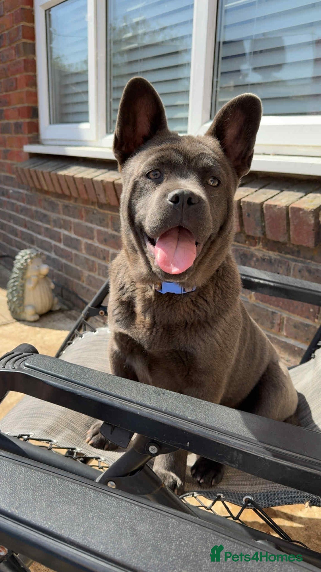 Mixed Breed dogs for sale: 1 year old female  - Image 2
