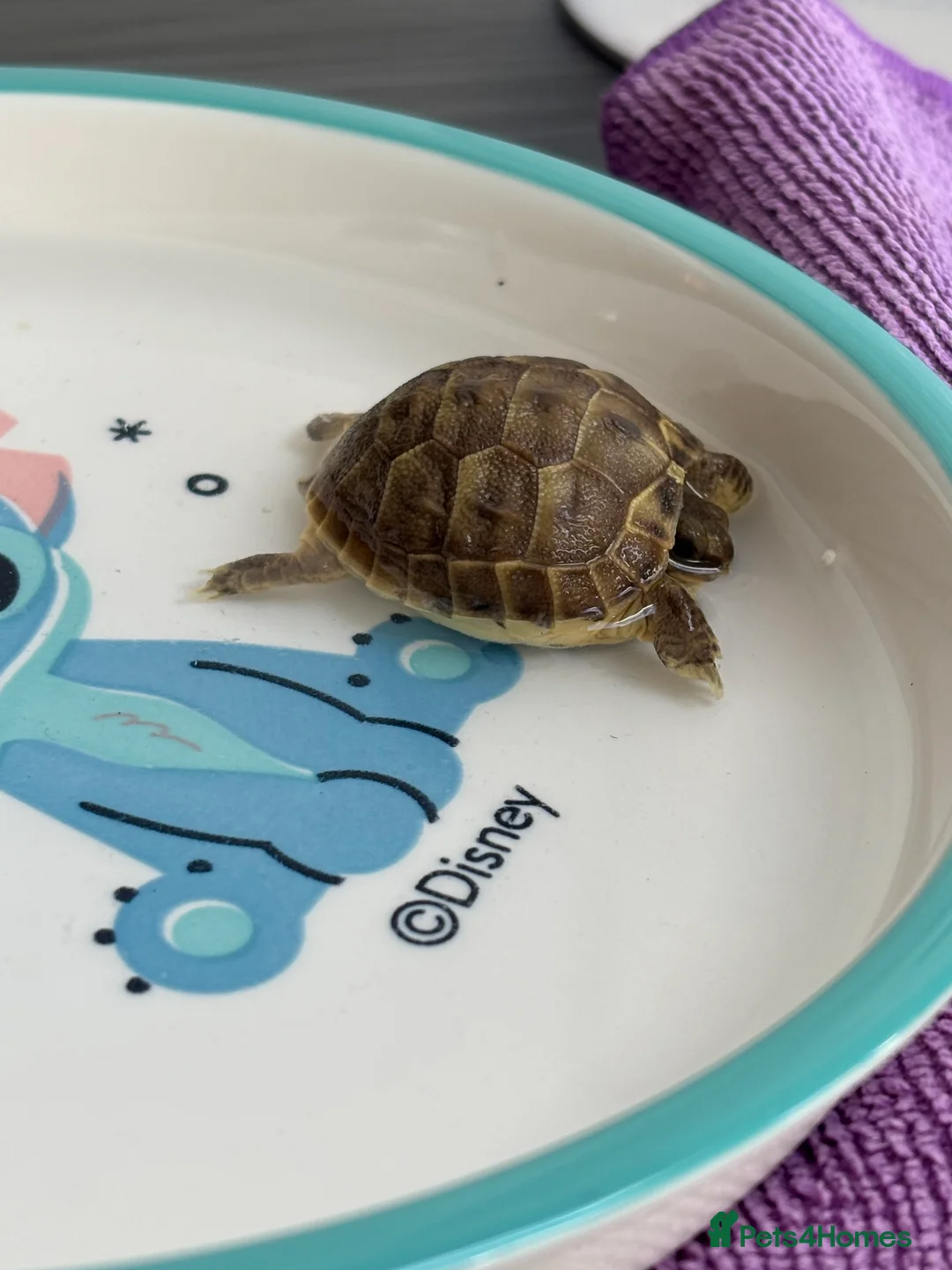 Tortoise reptiles for sale: STUNNING UK BRED HORSEFIELD BABIES AVAILABLE!! - Advert 2