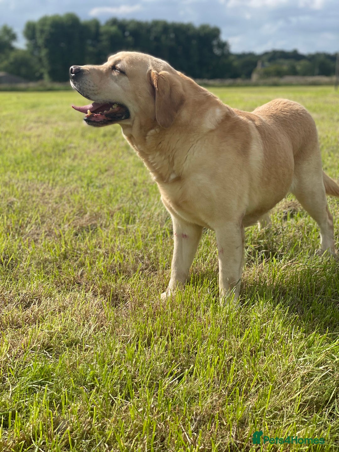 Labrador Retriever dogs for sale: KC *Vet Inspected* Black & Yellow Labrador Pups  - Advert 15