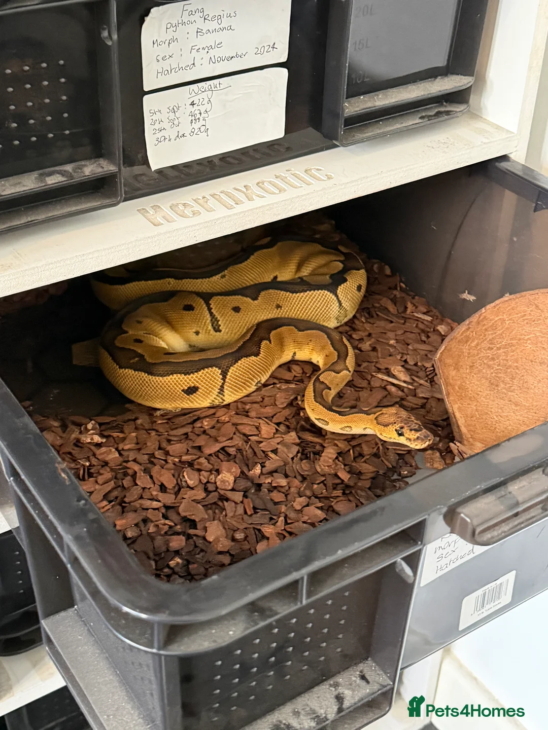 Python Snake reptiles for sale: Royal pythons and cornsnakes with set up - Advert 8