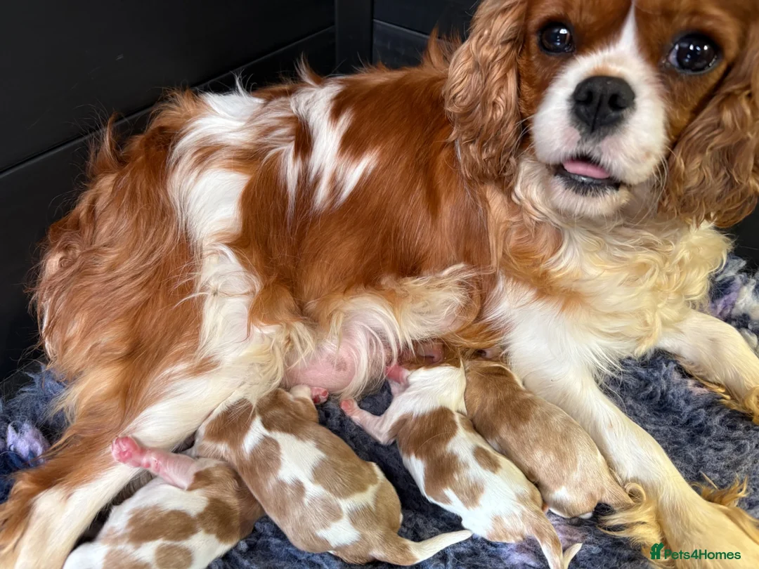 Cavalier King Charles Spaniel dogs for sale: 🧬New arrivals DNA HEALTH TESTED🧬KING CHARLES CAV - Advert 4