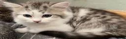 Mixed Breed cats for sale: Beautiful kittens ready now  - Advert 9