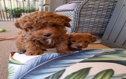 Toy Poodle dogs for sale: Toy Poodle puppies  - Image 3