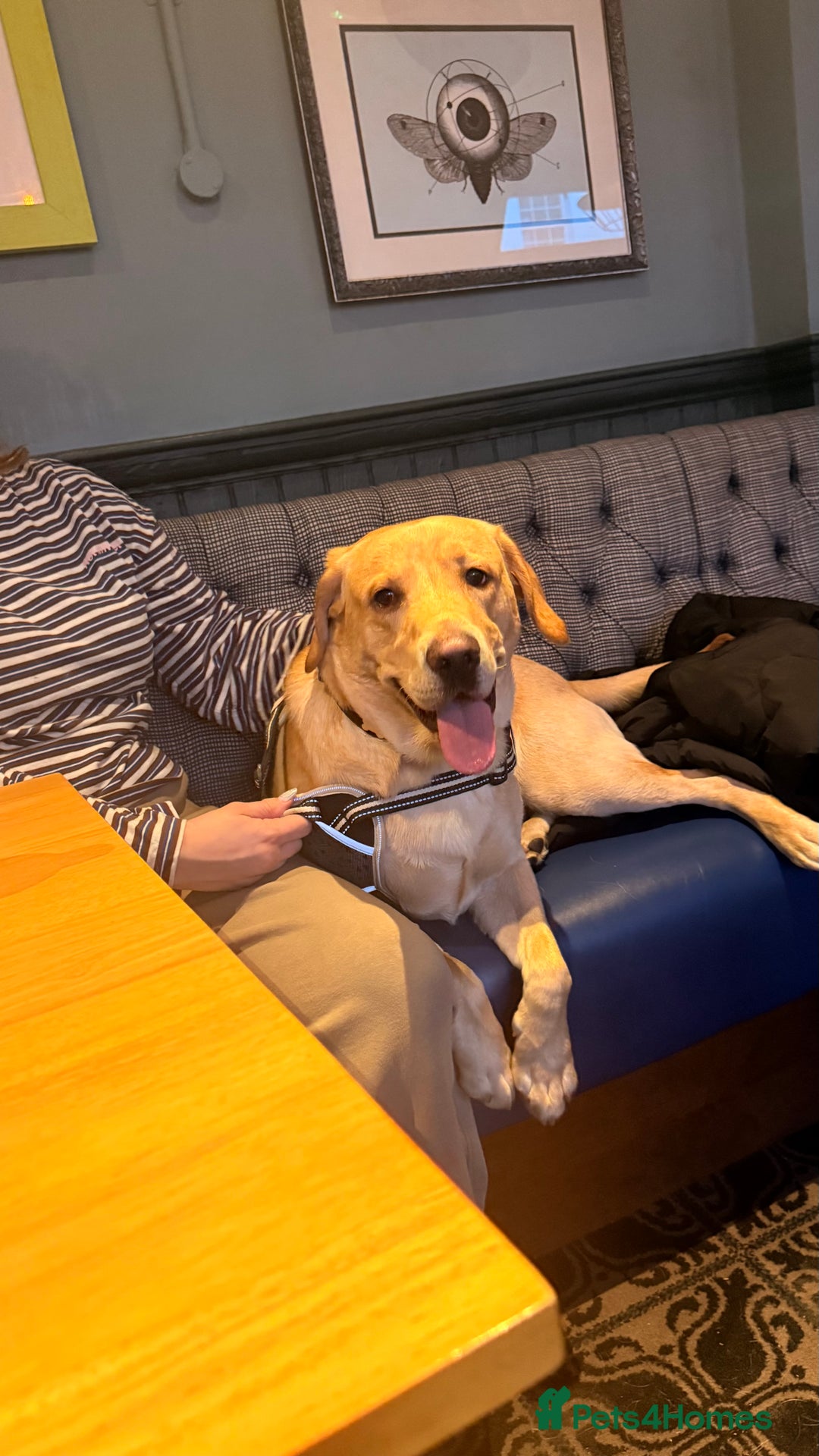 Golden Retriever dogs for sale: Golden retriever for rehoming  - Advert 6