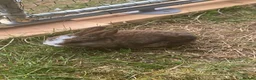 Mini Lop rabbits for sale: Litter of Mini Lop Rabbits in Hull - Advert 7