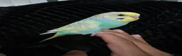 Budgerigars birds for sale: Hand tamed baby budgies for sale  - Advert 12