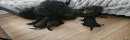 Doxiepoo dogs for sale: Doxiepoo in Chatteris - Advert 7
