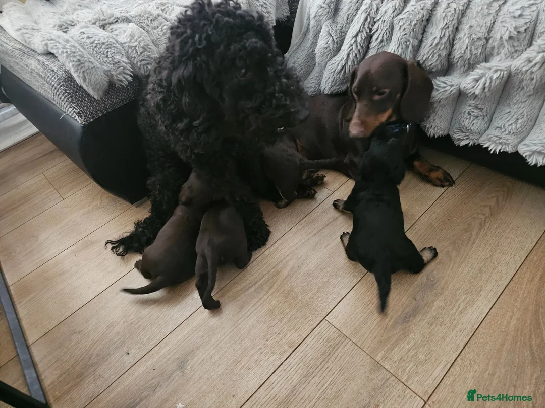 Doxiepoo dogs for sale: Doxiepoo in Chatteris - Advert 7