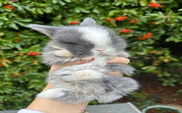 Mini Lop rabbits for sale: 3 beautiful mini lop rabbits for sale  - Image 11