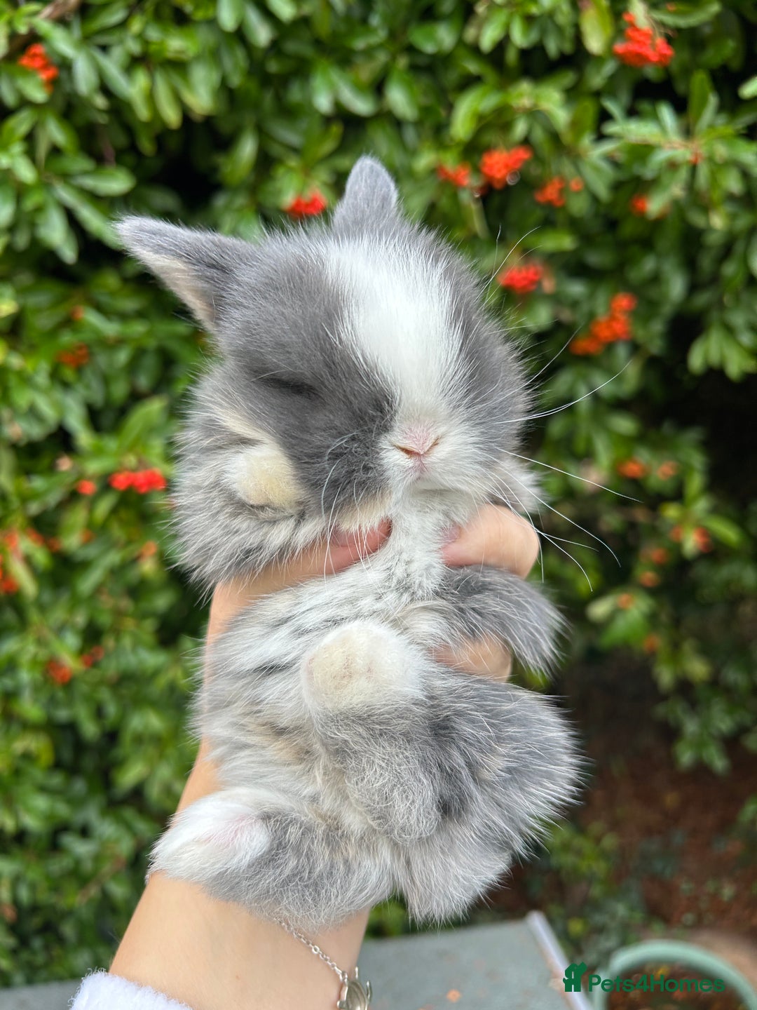 Mini Lop rabbits for sale: 3 beautiful mini lop rabbits for sale  - Image 11