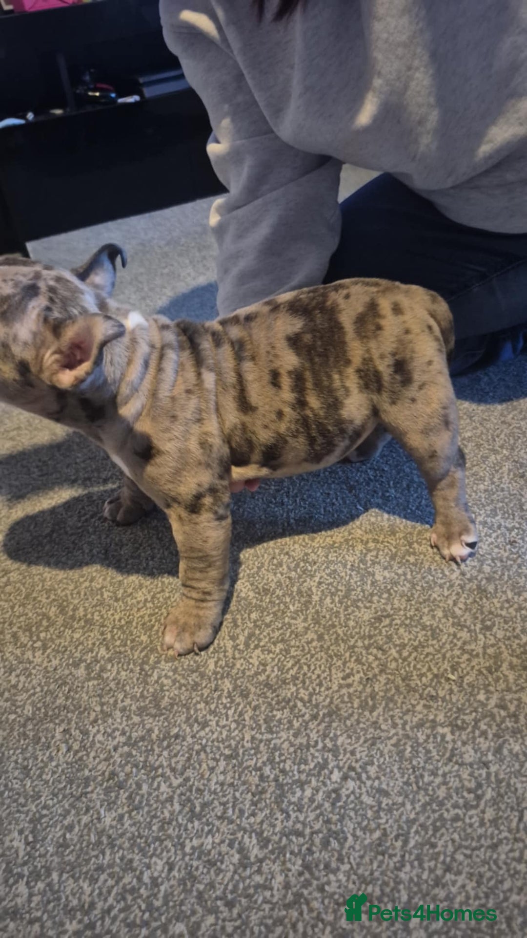 American Bully dogs for sale: 3 American bully’s males  - Advert 8