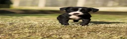 Mixed Breed dogs for sale: Staffy cross Spreagle - Advert 16