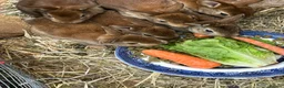 Rex rabbits for sale: For sale Mini Rex cinnamon rabbits in Preston - Advert 5