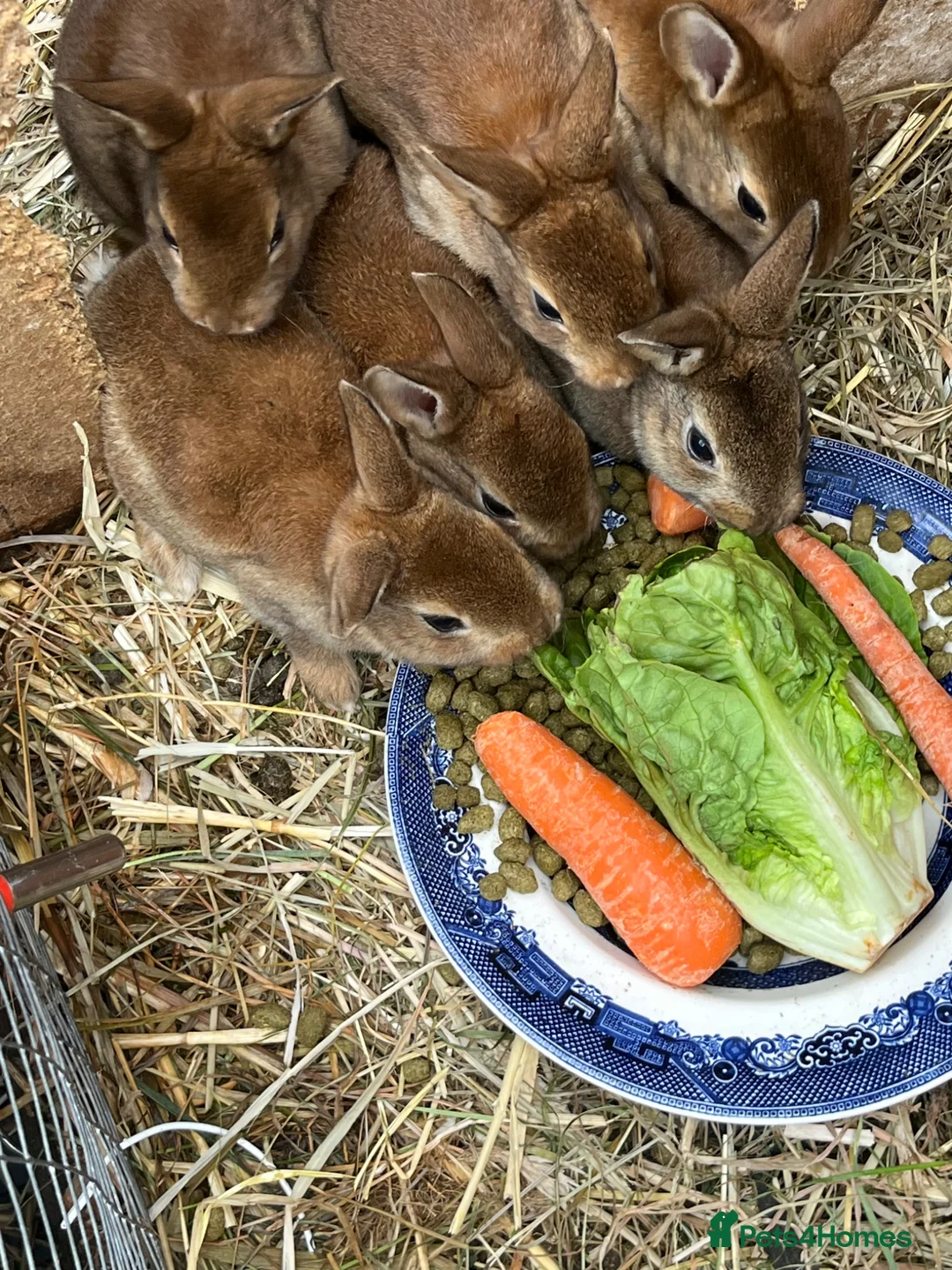 Rex rabbits for sale: For sale Mini Rex cinnamon rabbits in Preston - Advert 5