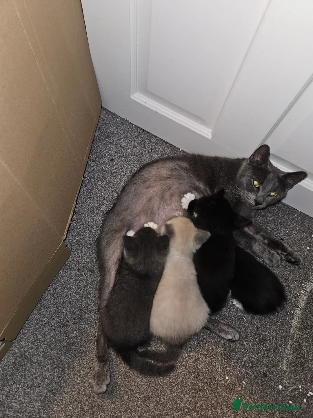 Mixed Breed cats for sale: Beautiful, Playful Kittens- Ready for Loving Homes - Advert 7