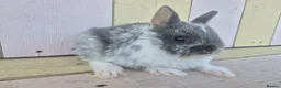 Netherland Dwarf rabbits for sale: 💜 PRETTIEST COLOURED NETHERLAND DWARF BABIES 💜 - Advert 16