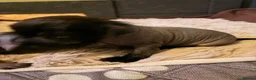 Mixed Breed dogs for sale: Crestepoo in Markfield - Advert 7