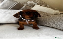 Miniature Dachshund dogs for sale: Miniature dachshunds - Image 6