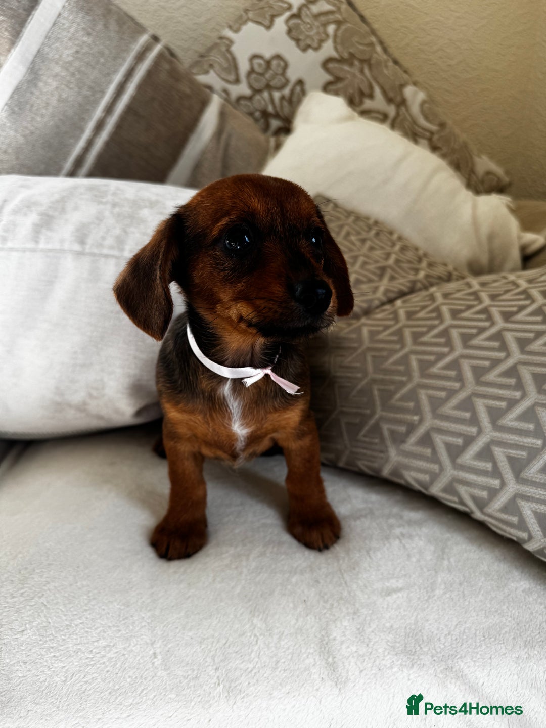 Miniature Dachshund dogs for sale: Miniature dachshunds - Image 6