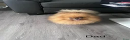 Pomeranian dogs for sale: 🔥Outstanding 🐻Teddy Bear 🏆 - Advert 6
