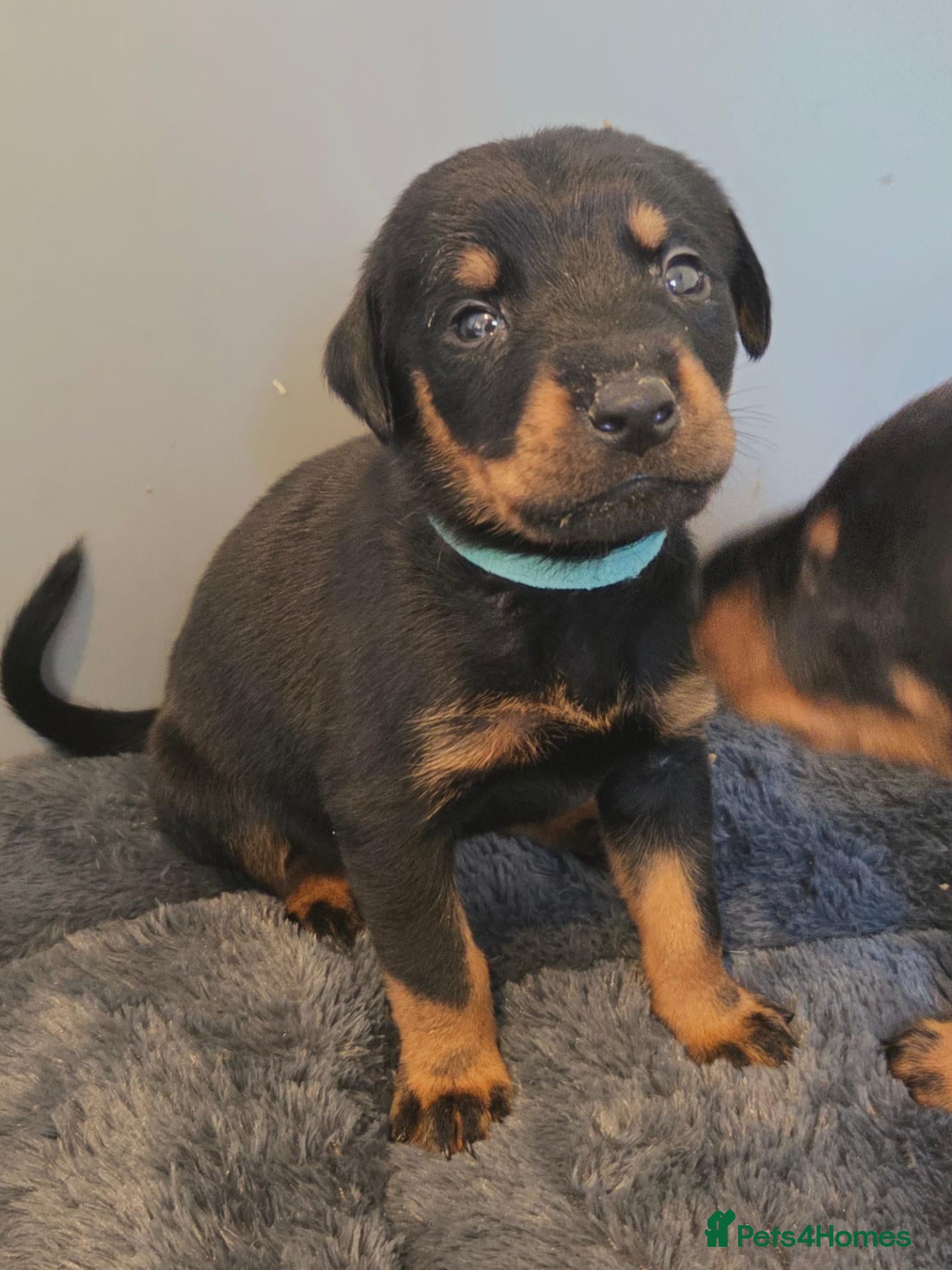 Dobermann dogs 🐾 Dobermann x Rottweiler puppies 🐾 - Advert 1